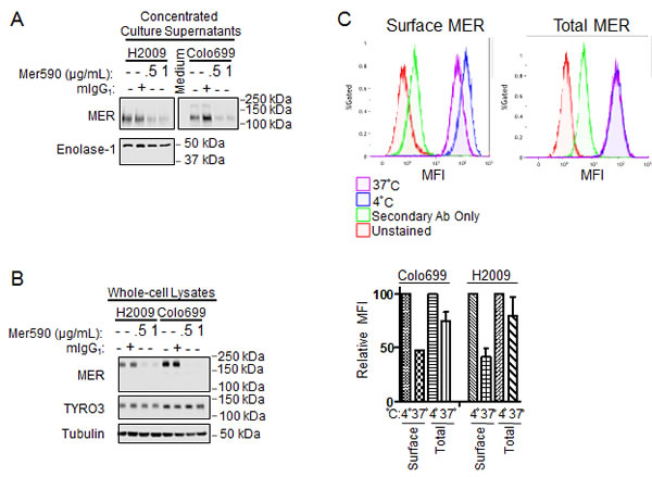 Mer590 induces internalization of surface MER.