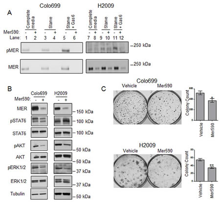 Mer590 inhibits ligand-dependent phosphorylation, activation of downstream signaling pathways, and colony formation in NSCLC cells.