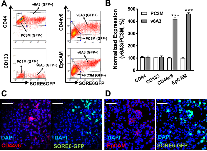 CD44v6 highly expressed PC3M subpopulations enriched in v6A3 cells.