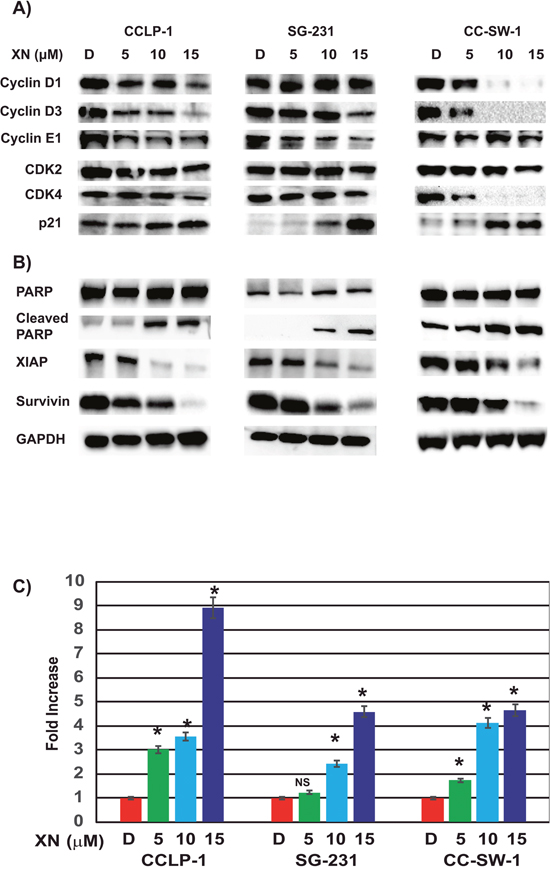 XN induces cell cycle arrest and apoptosis in CCA cell lines.