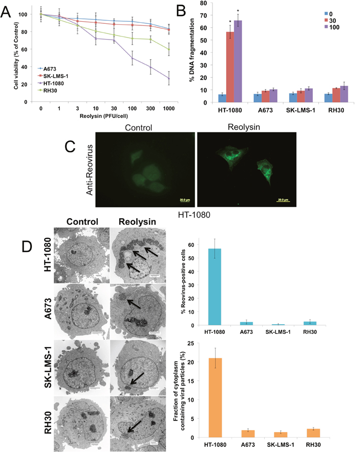 Reovirus preferentially replicates in NRAS-mutant HT-1080 sarcoma cells.