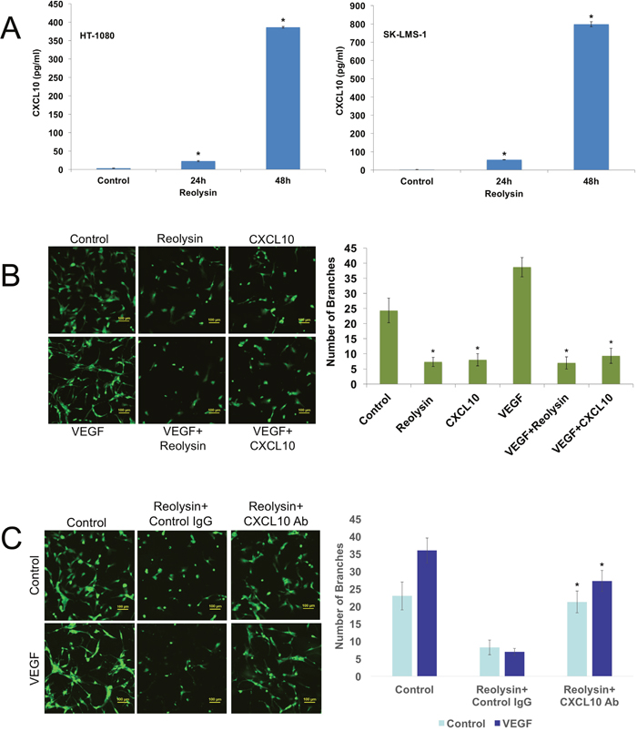 Reolysin induced CXCL10 expression contributes to inhibition of endothelial tube formation.