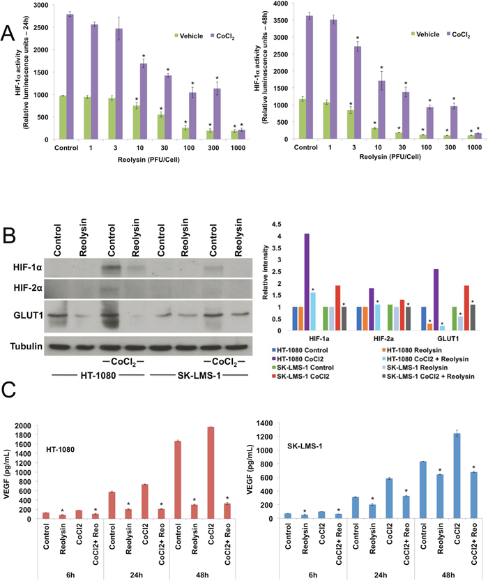 Reolysin decreases HIF expression and reduces VEGF secretion.