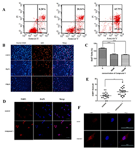 Compound 1 induced DNA damage and hindered the replication of DNA in cancer cells causing cell apoptosis.