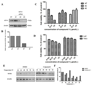 The specific binding of compound 1 to the MTH1 protein leads to cell growth inhibition.