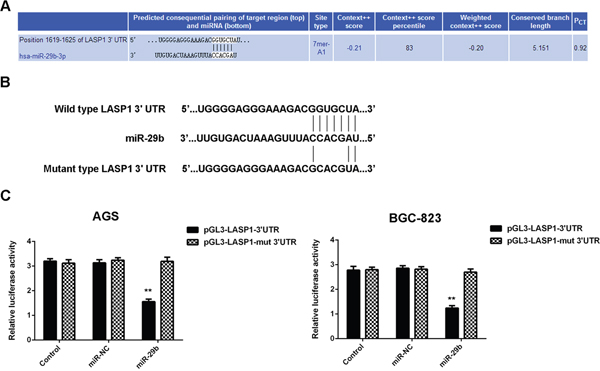 LASP1 is a target gene of miR-29b in gastric cancer cells.