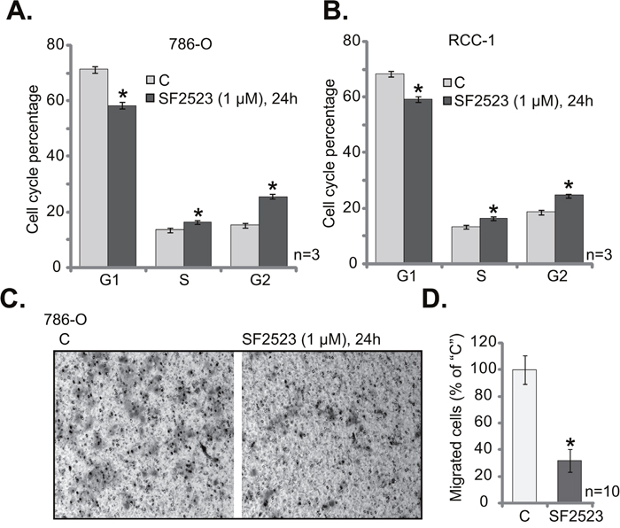 SF2523 disrupts RCC cell cycle progression and inhibits cell migration.