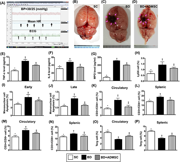 Pathophysiological findings, ELISA assessment and flow cytometric analyses of inflammatory/apoptotic biomarkers and immune cells in circulation at 6 h after the BD procedure.