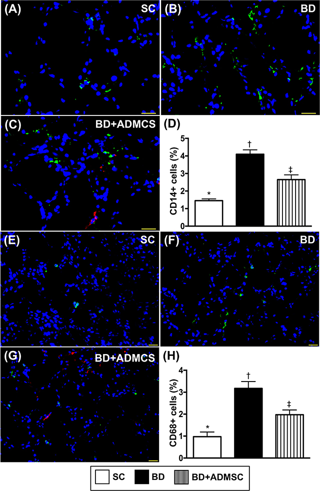 Cellular expressions of inflammatory biomarkers in liver at 6 h after BD procedure.