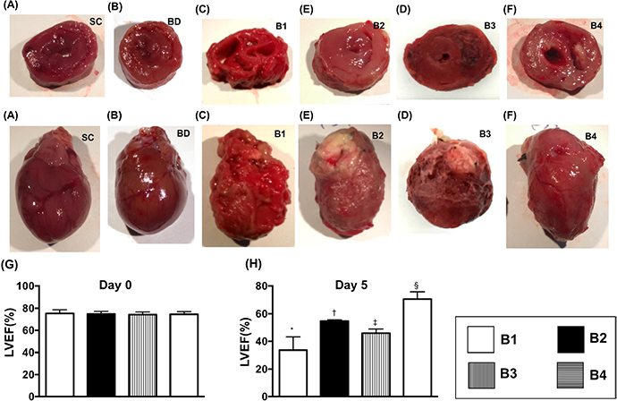 Anatomical-pathological findings and echocardiographic findings by day 5 after BD.