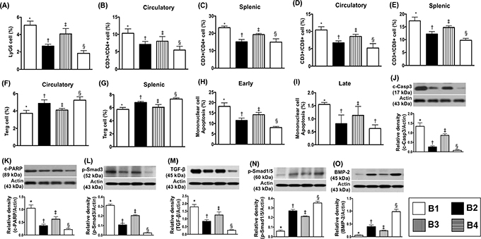 Flow cytometric analysis of inflammatory cells in circulation and spleen and the protein expressions of apoptotic, fibrotic and anti-fibrotic biomarkers by day 5 after heart transplantation.