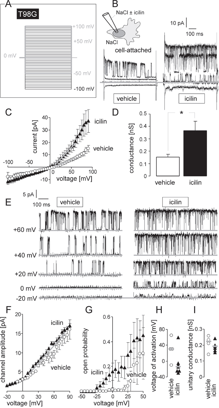 TRPM8 agonist icilin stimulates BK K+ channel activity in human glioblastoma cells at physiological membrane potential.