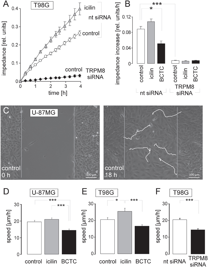 TRPM8 function is required for migration of human glioblastoma cells.