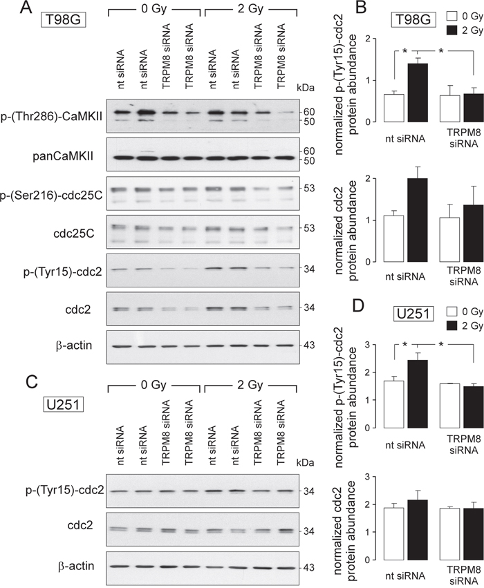 TRPM8-mediated signaling contributes to radiation-induced inhibition of the mitosis-promoting complex.