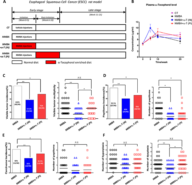 Esophageal tumorigenesis was suppressed by dietary supplementation with &#x03B1;-Tocopherol at the initiation stage and post-initiation stage in ESCC rat model.