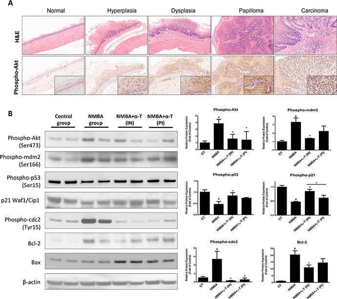 &#x03B1;-Tocopherol attenuated the activation of Akt signaling pathway in ESCC rat model.