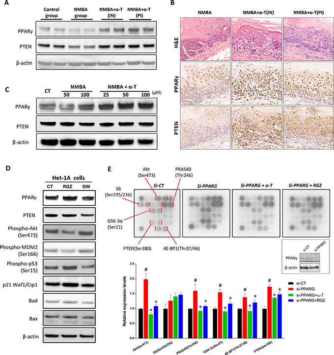 PPAR&#x03B3; played an important role in the suppression of Akt signaling by &#x03B1;-Tocopherol.