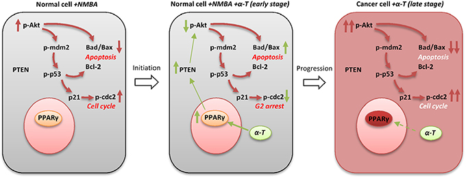 Schematic illustration of the chemopreventive effect of &#x03B1;-Tocopherol at the early stage of esophageal carcinogenesis.