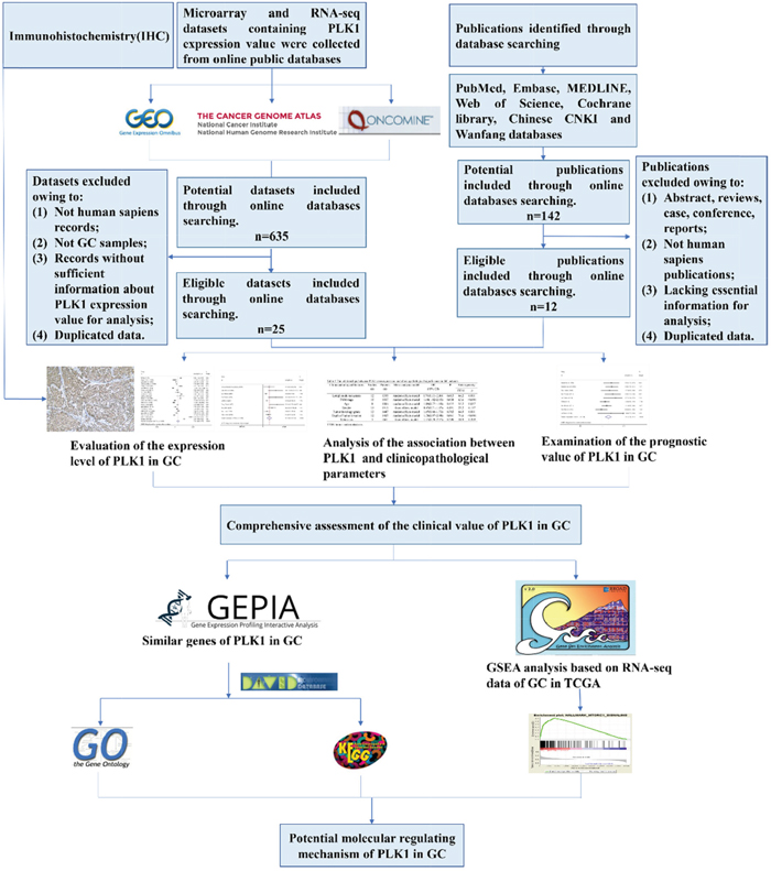 Flow chart of the study design in this investigation.