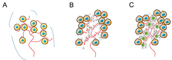 Illustration of a possible mechanism for tumour bioavailability based on N6L-polyplexes.