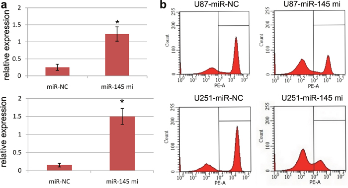 Ectopic miR-145 expression affects cell cycle.