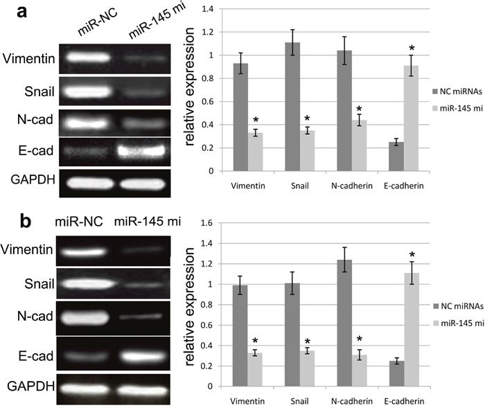 miR-145 affected the mRNA expression of EMT biomarkers.