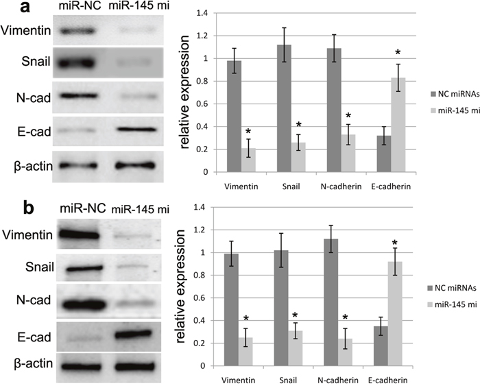 miR-145 affected the protein expression of EMT biomarkers.