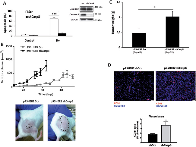 Caspase-8-dependent inhibition of tumor growth.