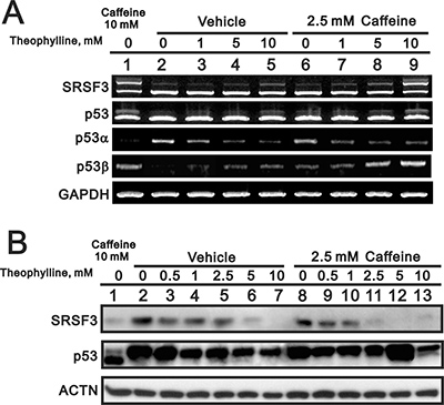The effect of theophylline on the SRSF3-p53 pathway.