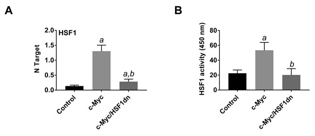 HSF1 is overexpressed and strongly activated in c-Myc mice.