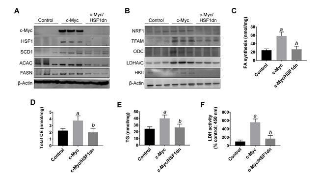 Suppression of hepatocarcinogenesis following HSF1 inactivation is accompanied by downregulation of c-Myc and its downstream effectors in the mouse liver.