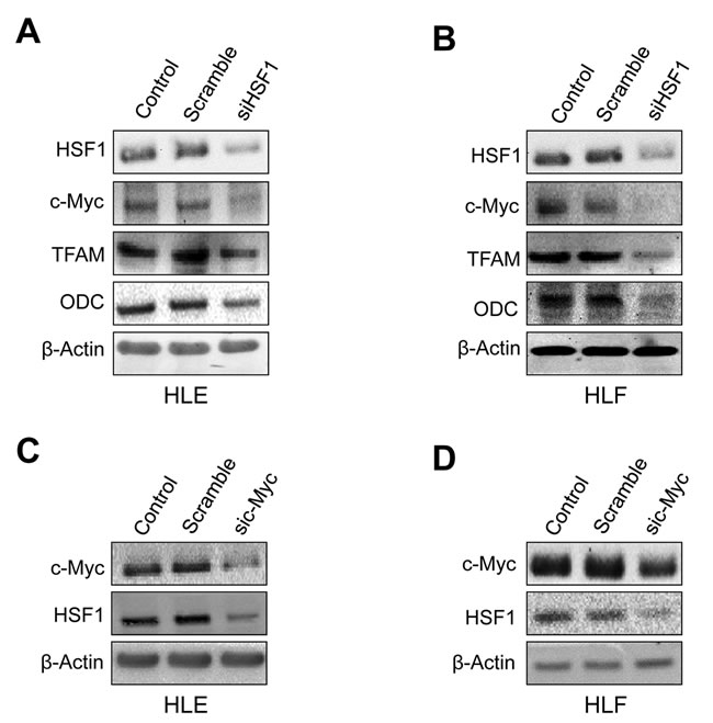 Mutual regulation of HSF1 and c-Myc in human HLE and HLF HCC cell lines.