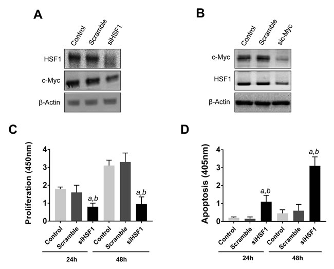 Reciprocal regulation of HSF1 and c-Myc and growth restraint following HSF1 silencing in the mouse HCC3-4 c-Myc cell line.