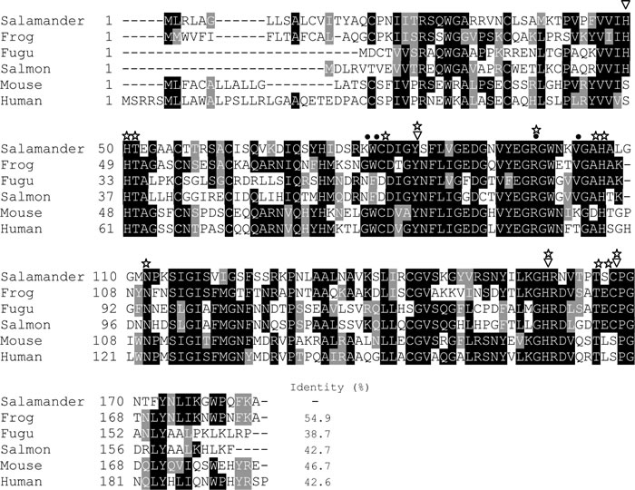 Multiple alignment of the amino acid sequences of vertebrates&#x2019; short PGRPs.