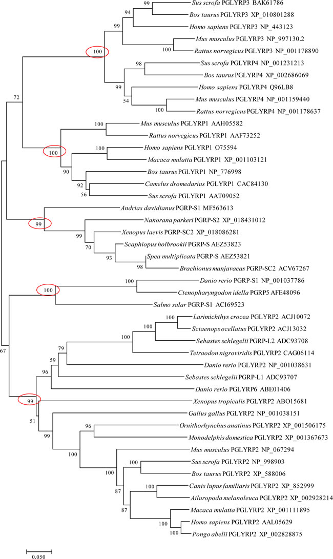 Evolutionary relationships of vertebrates&#x2019; PGRPs.