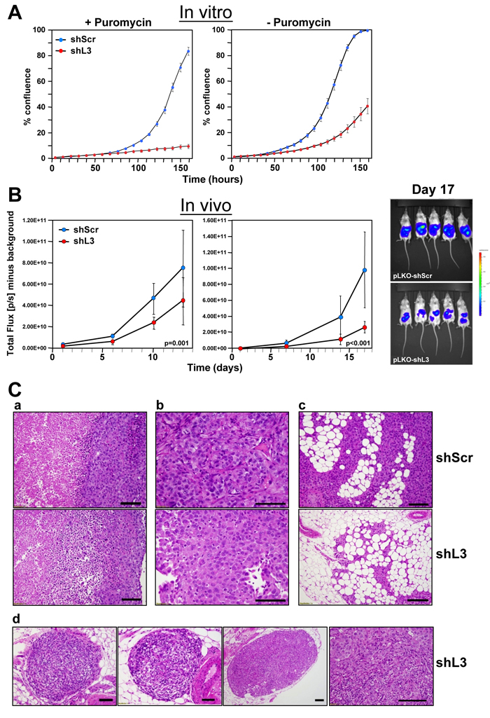 Expression of a CD95L derived shRNA causes induction of DISE