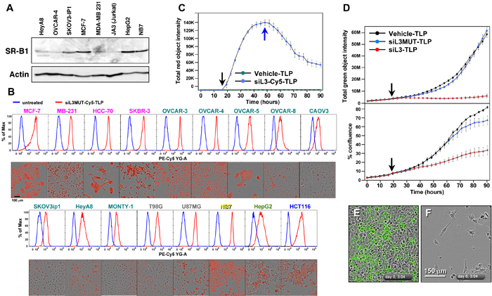 siL3-TLP uptake and DISE induction.