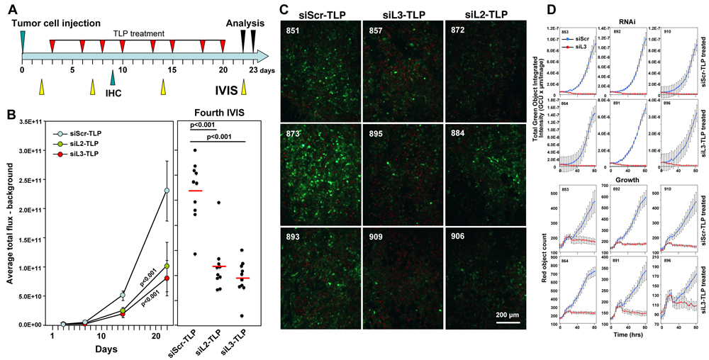 Tumors do not fully regress in response to siL3-TLP and siL2-TLP treatment but retain sensitivity to DISE.