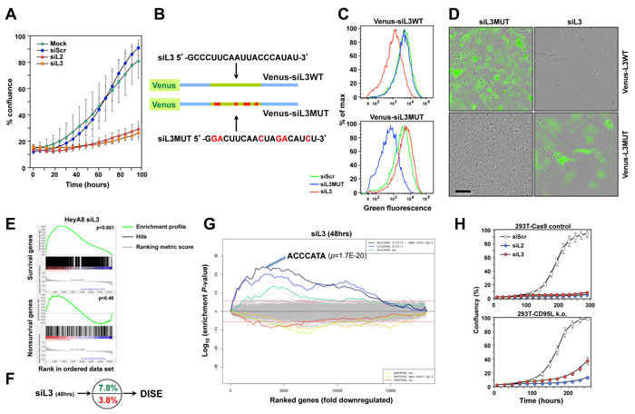 CD95L derived siL2 and siL3 knockdown CD95L and induce DISE by targeting critical survival genes.