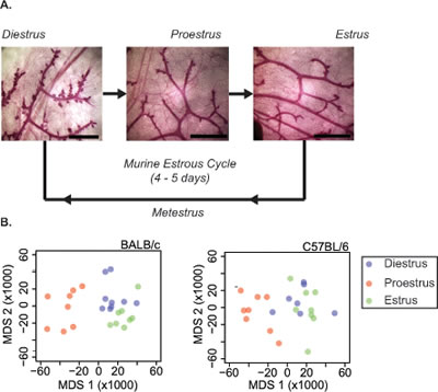 Mammary gland morphology changes with estrous cycle stage.