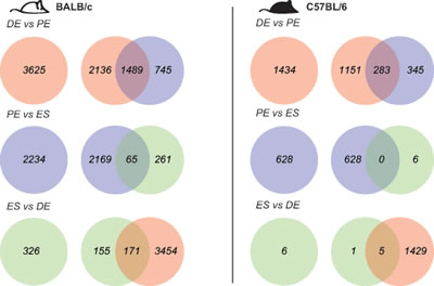 Robust gene transcript changes in proestrus compared to estrus and diestrus.