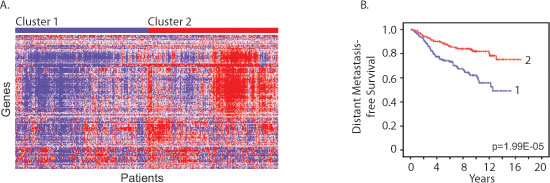 Estrous cycle gene signature correlates with human breast cancer metastasis-free survival.