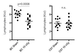 Low dose radiation exposure decreases blood lymphocyte counts in BALB/c.