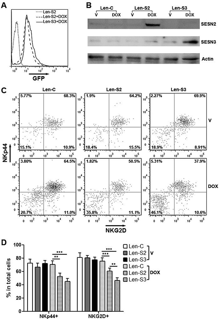 SESN2 and SESN3 expression inhibits NK-92 cell activation in vitro.