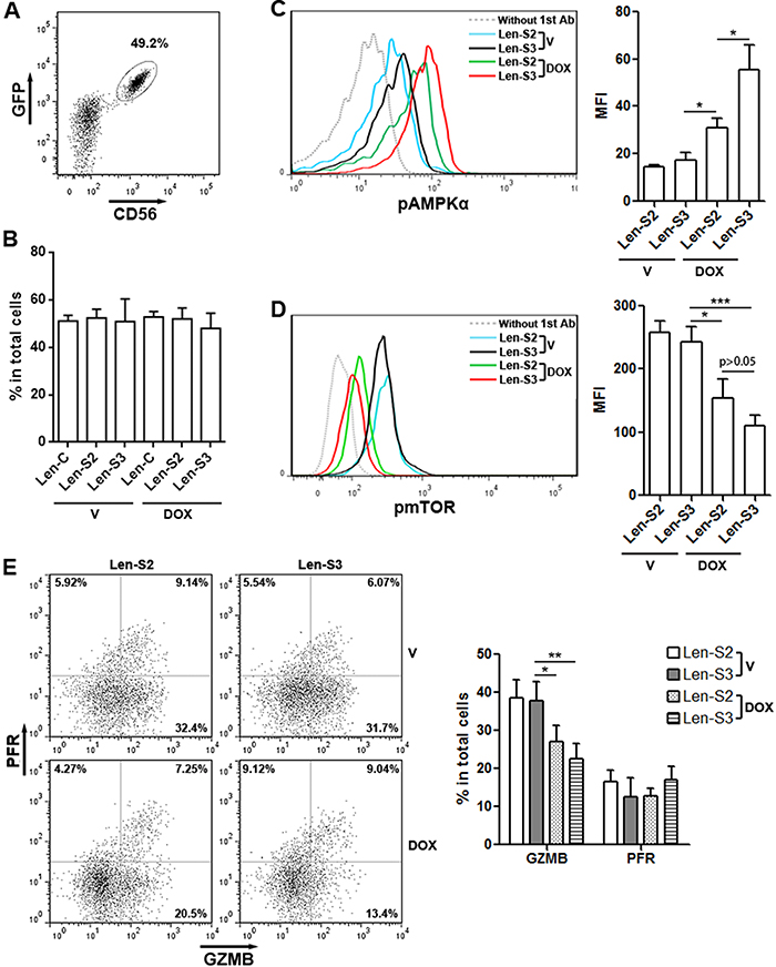 SESN2 and SESN3 inhibit NK-92 cell activity in vivo.