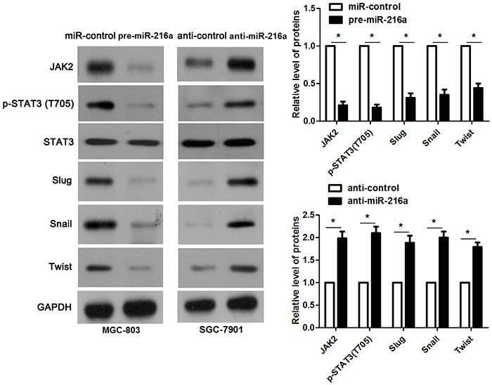 miR-216a inhibits activation of JAK2/STAT3 pathway.