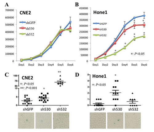 Skp2 deficiency partially reduces cell proliferation and triggers cell senescence .