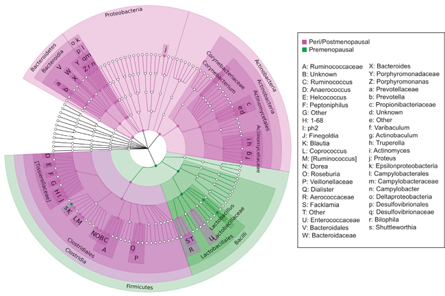 Cladogram of differentially abundant taxa in peri/postmenopausal and premenopausal patient urine.