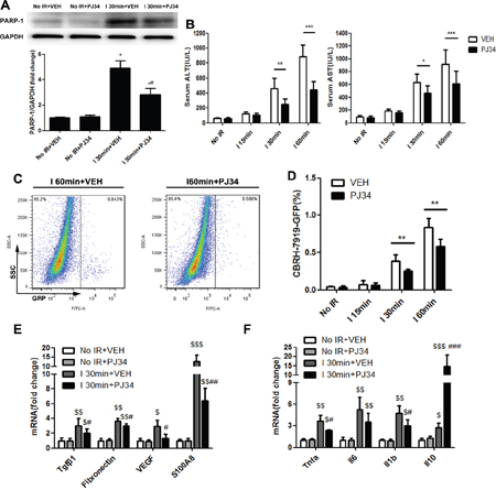 PARP-1 inhibition decresed the susceptibility of the liver to recurrence after IR injury in mice.