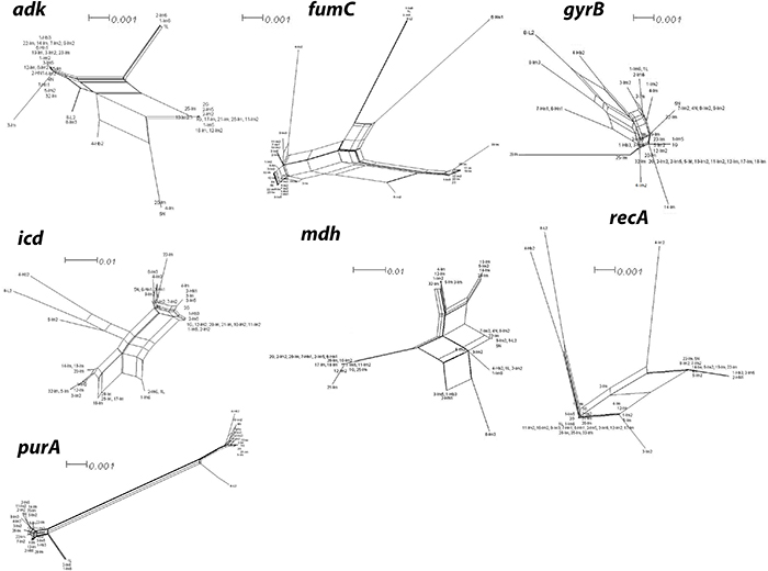 Split network analysis of seven individual multi-locus sequence typing (MLST) loci.